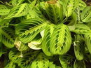 Maranta leuconeura